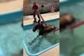 Cavalo sendo resgatado