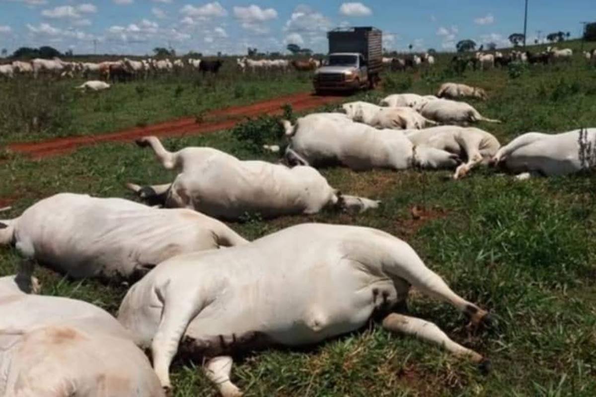 Fio de energia cai e mata cavalo em área rural de Itaporanga - Diamante  On-Line