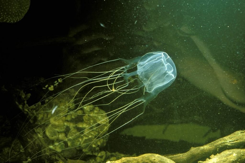 Box jellyfish