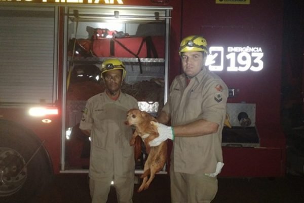 Cachorro é resgatado sem ferimentos após cair em buraco de 6 metros de profundidade em Goianésia, Goiás