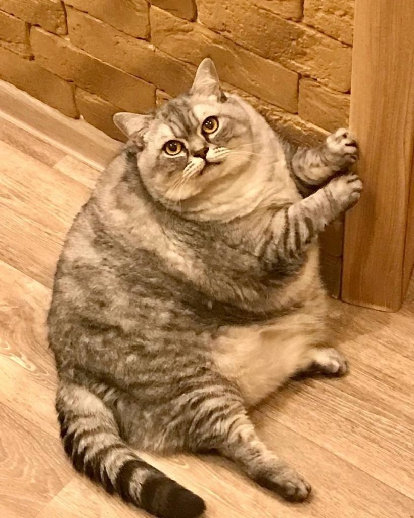 Na foto vemos uma gata de pelo cinza muito gorda sentada