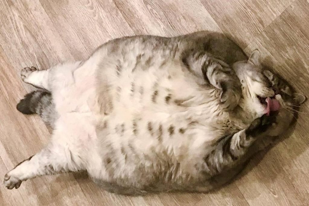 Na foto vemos uma gata de pelo cinza muito gorda deitada de barriga para cima