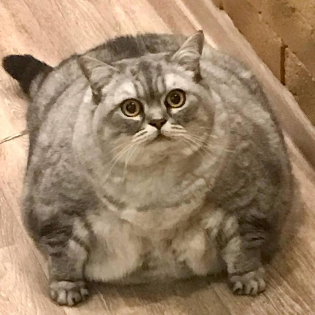 Na foto vemos uma gata de pelo cinza muito gorda no chão