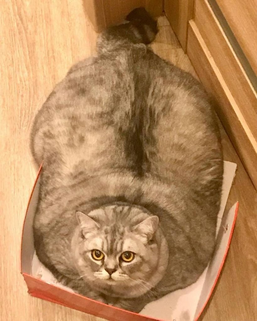 Na foto vemos uma gata de pelo cinza muito gorda deitada