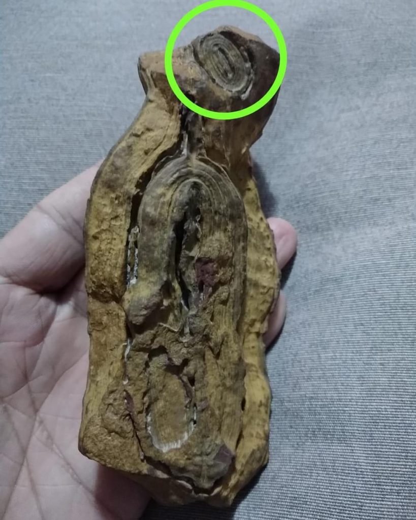 Pedra - fóssel - objeto indígena