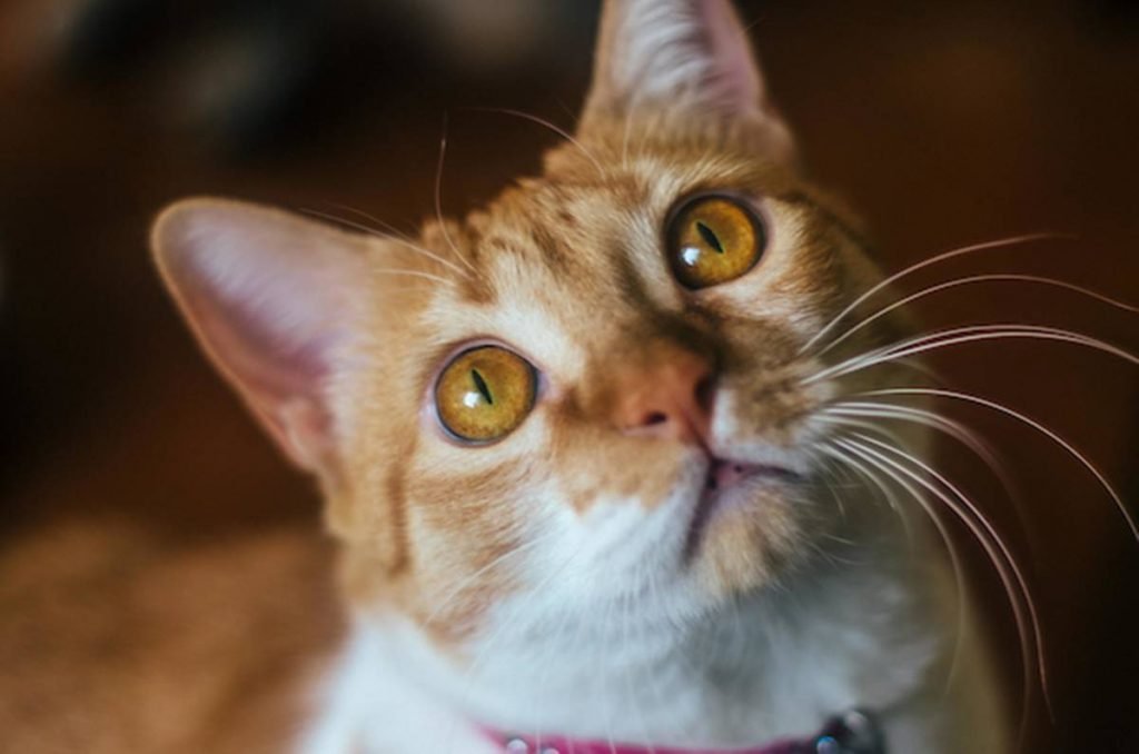 foto de rosto de gato