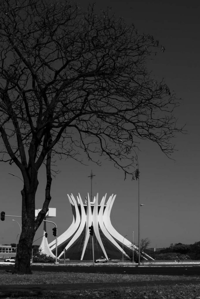 árvores secas no período umidade baixa em brasília