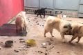 Animais vítimas de maus-tratos