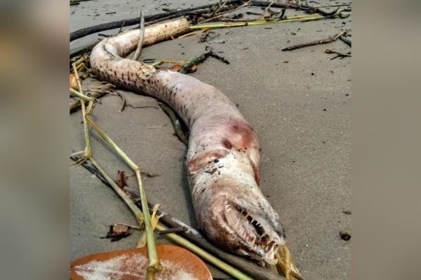 Miroró-pintado é encontrado morto em praia do litoral paulista