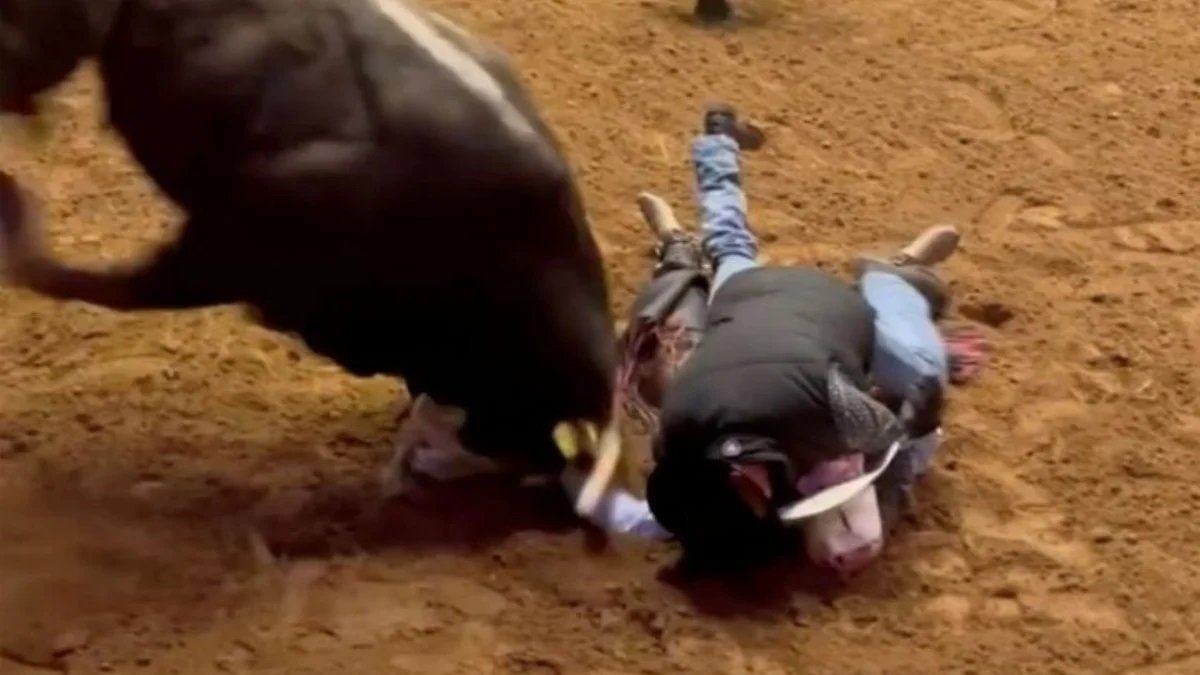 pai se joga sobre filho desmaiado para protegê-lo de touro
