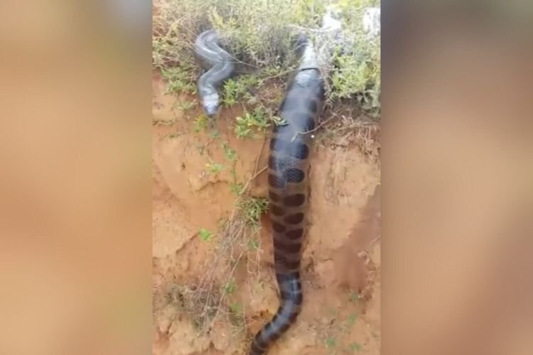 Sucuri verde é resgatada pelos bombeiros no quintal de casa em Goiás;  conheça a espécie, Goiás