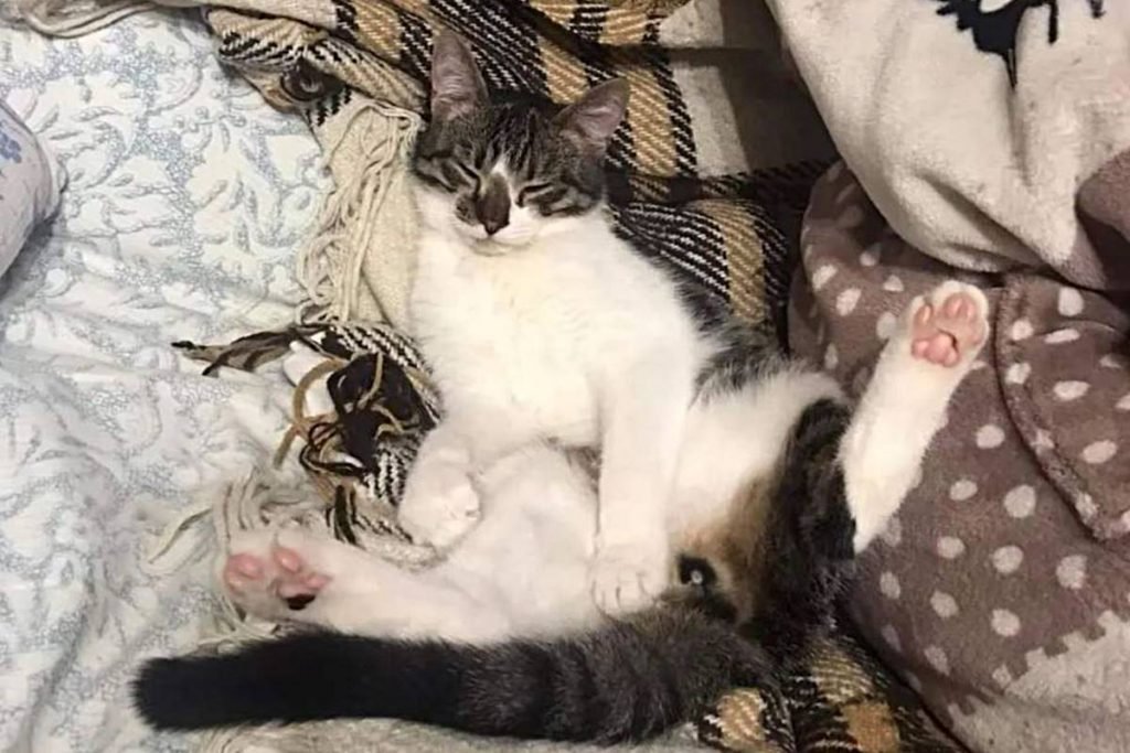 foto de gato deitado