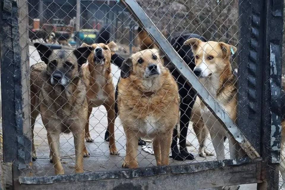 cachorros atras de grade