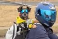 Mesmo inocente, cachorro caramelo “se rende” em abordagem policial