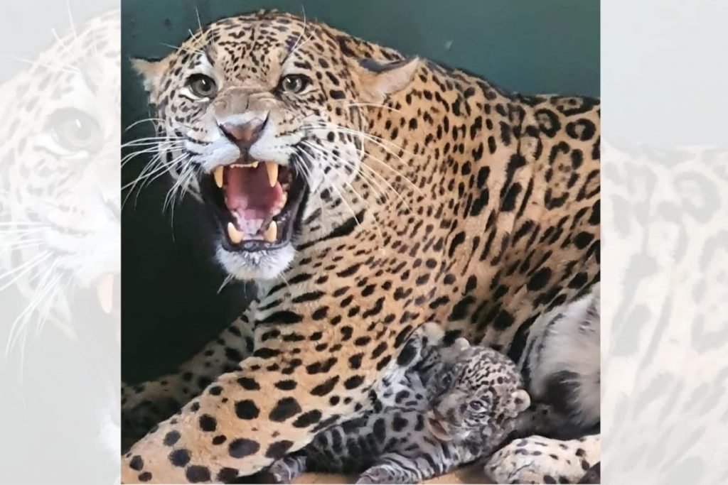 Onça-pintada com filhote em refúgio de Goiás