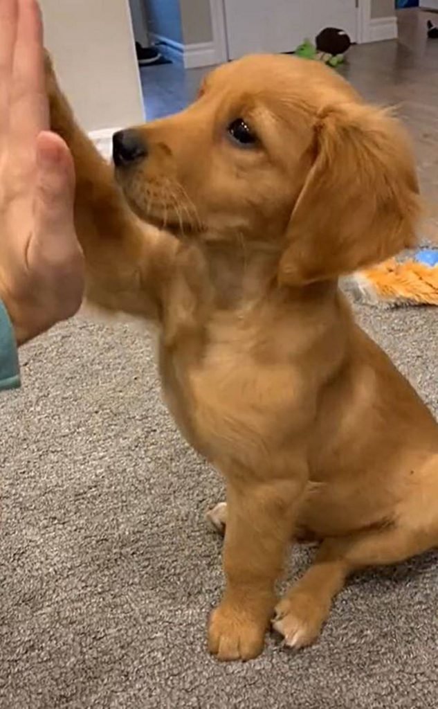 foto de filhote de cachorro batendo patinha na mão de um humano