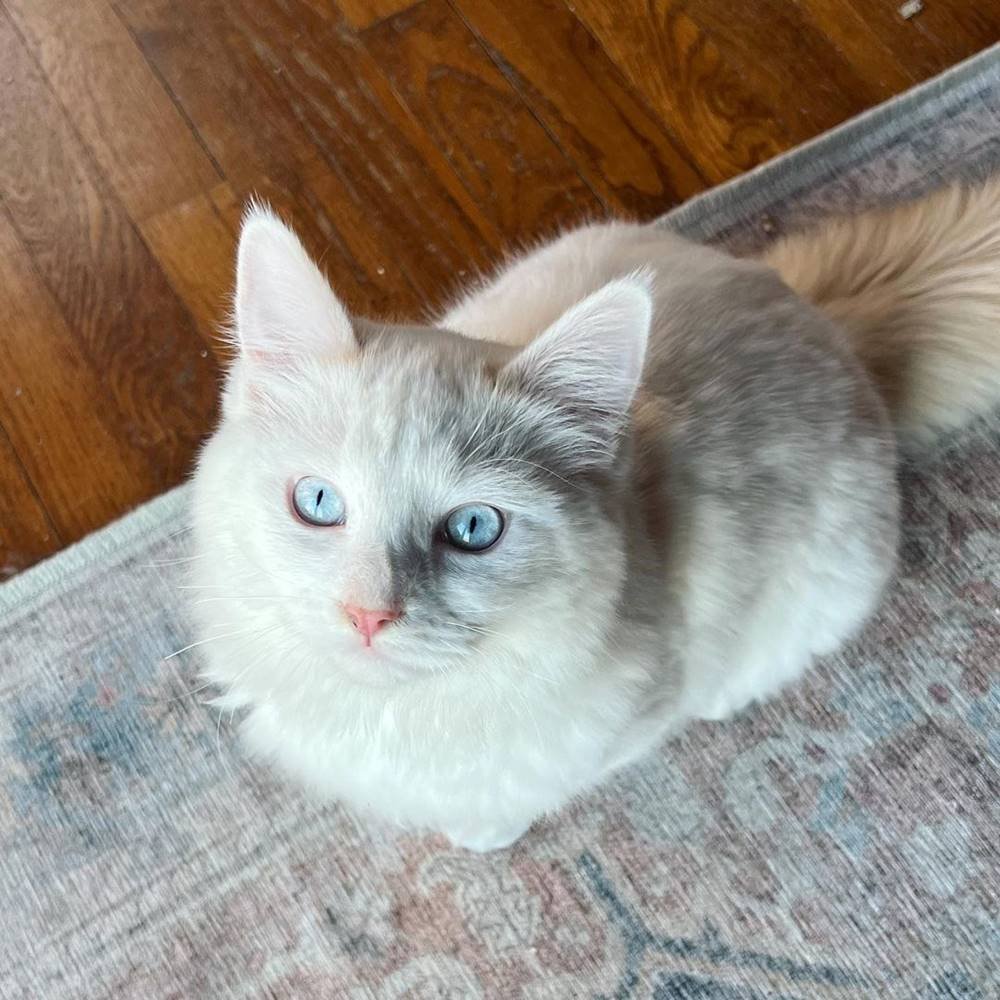 Gata clonada, Belle