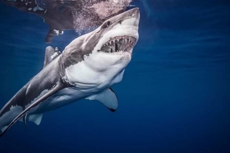 Tubarão-branco é o mais conhecido