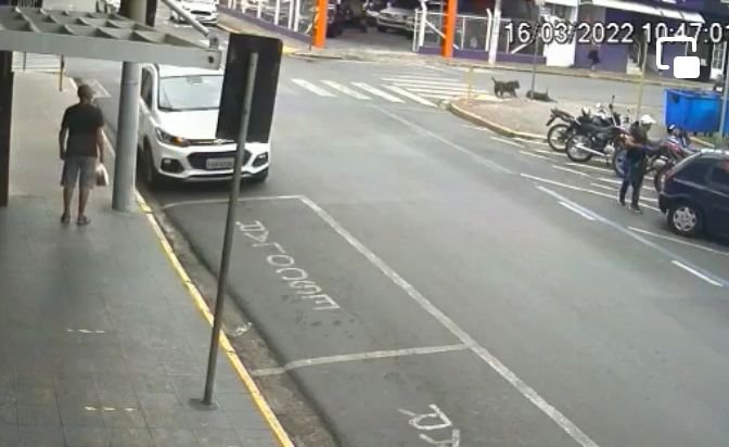 cachorro-baleado-sao-Paulo-03