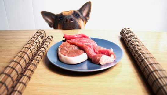 veganismo - vegetarianismo - carne