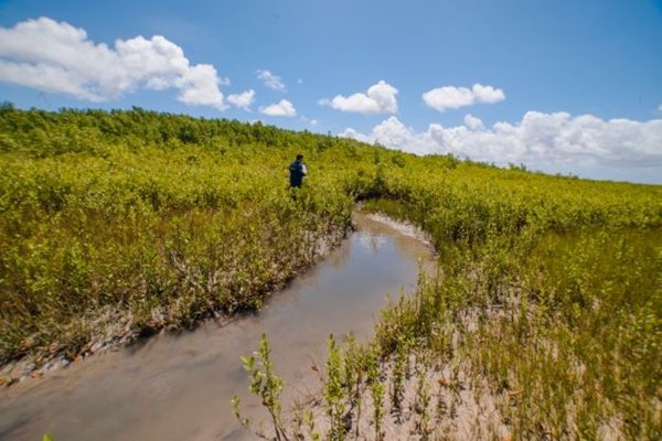 área verde de mangue na amazônia