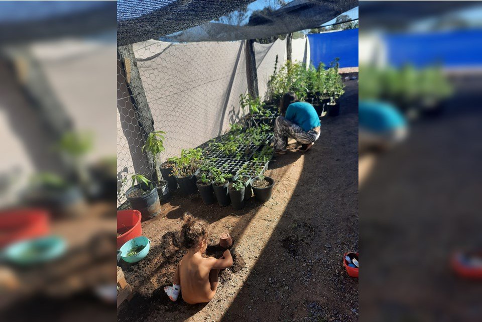 plantação de maconha