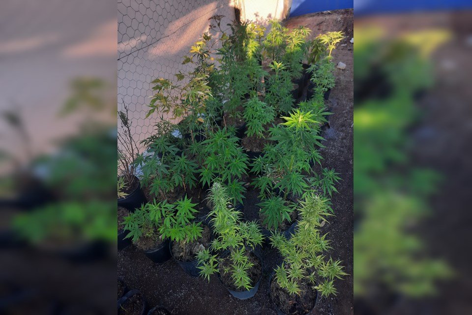 plantação de maconha