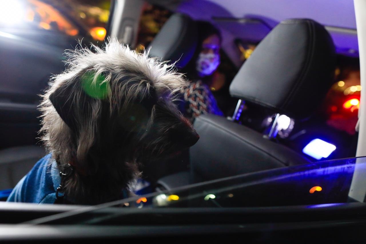 cachorro no Cine drive in durante periodo de quarentena e corona vírus