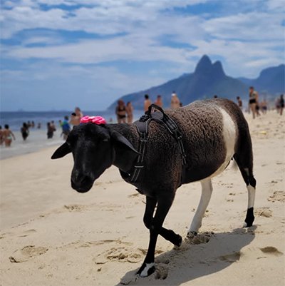 Ovelha Rebeca