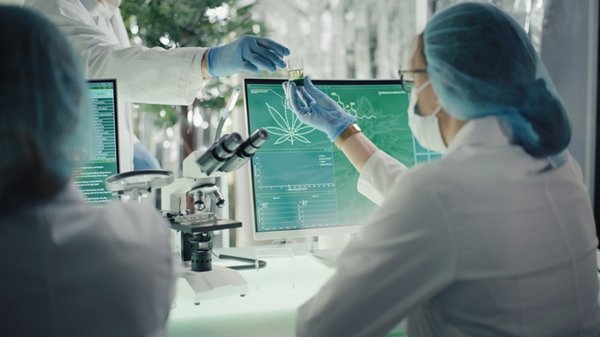 Pessoas em laboratório. Elas usam jaleco branco, máscara e luvas. Em frente a uma delas há um quadro com maconha desenhada - Metrópoles