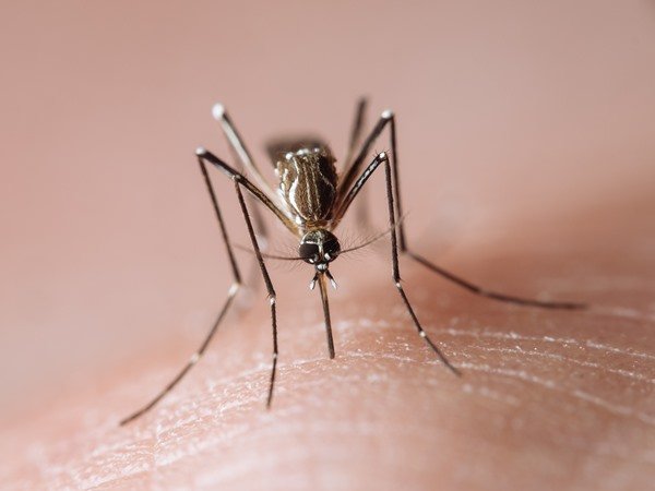 Aedes aegypti, tambm conhecido como mosquito da dengue - Metrpoles