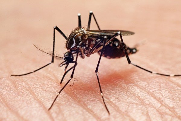 Aedes aegypti, also known as the dengue mosquito - Metropolis