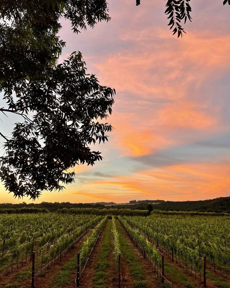 na foto temos uma vinicola ao por do sol