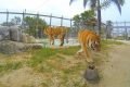 Leopardo aterroriza cidade na Índia; veja vídeo