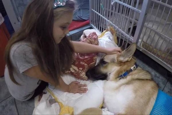 Heldenhund rettet Mädchen vor Klapperschlangenbiss