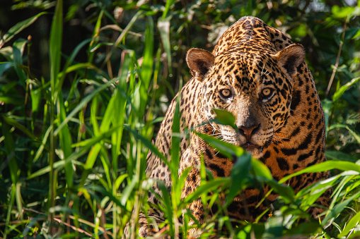 onça pintada em floresta no Pantanal
