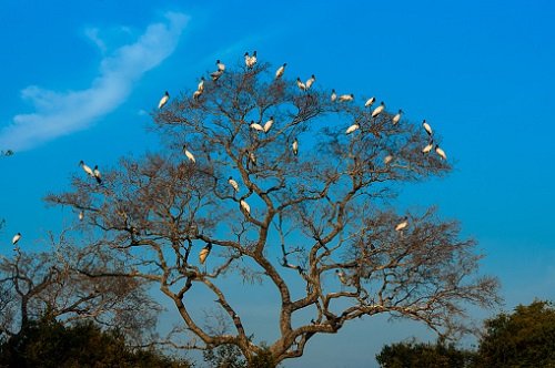 aves em árvore no Pantanal