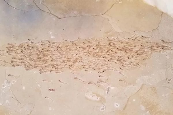 foto de um fóssil de centenas de peixes