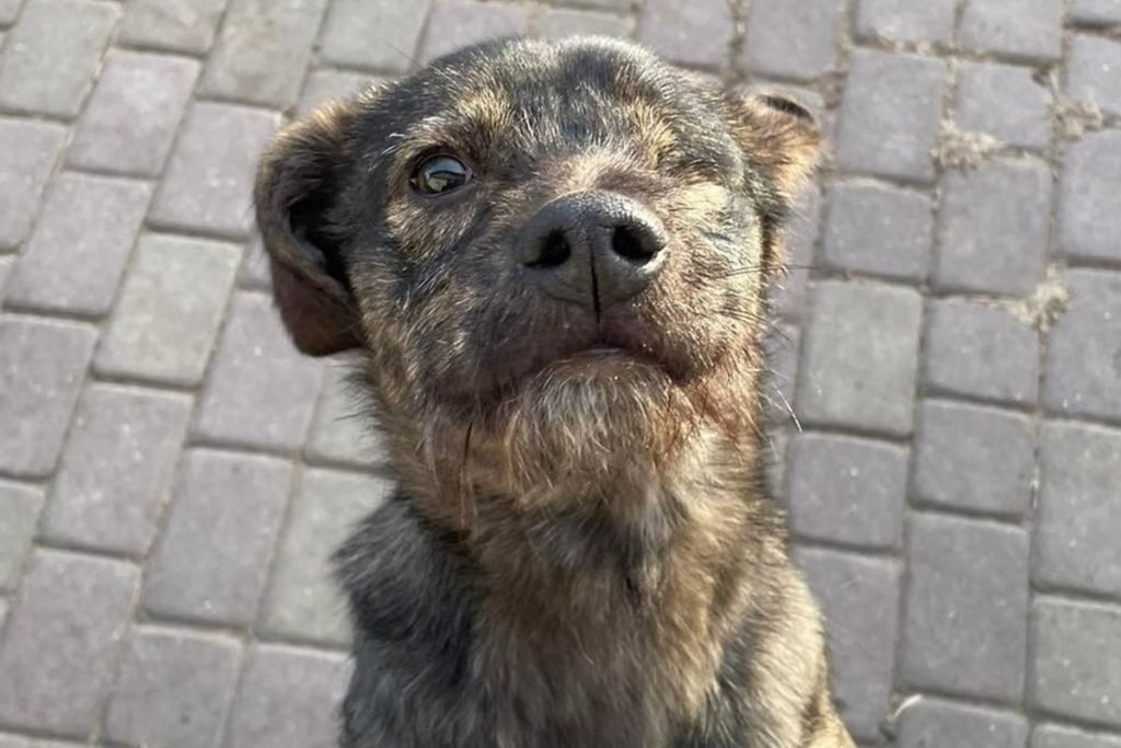 Cadelinha Masea, de pelo rajado, cega de um olho encara a câmera. Ela foi resgatada numa lata de lixo no Reino Unido - Metrópoles