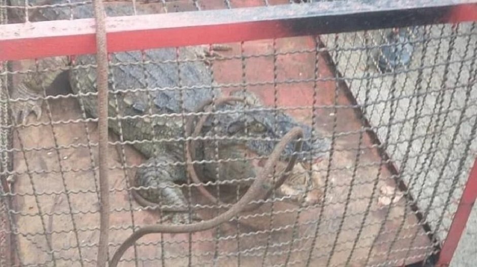 Jacaré, encontrado em passarela da Barra da Tijuca, dentro de uma jaula já capturado. Ele olha para cima com a boca aberta e uma corda sob seu pescoço - Metrópoles