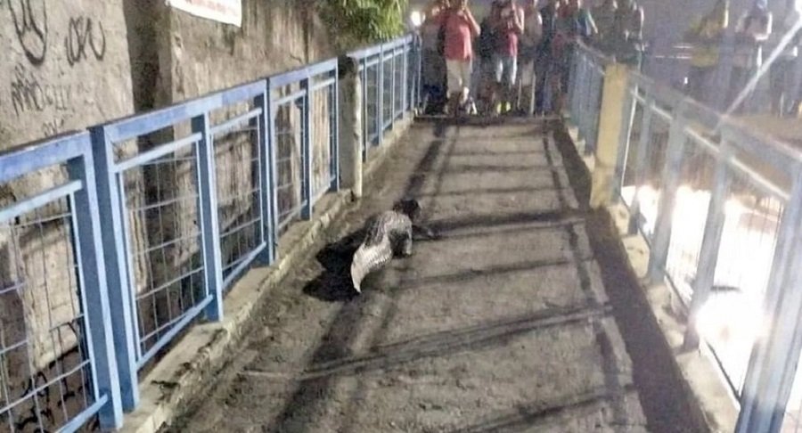 Jacaré, visto de trás, encontrado em passarela da Barra da Tijuca encara pessoas do outro lado da ponte. Elas se aglomeram para tirar fotos - Metrópoles