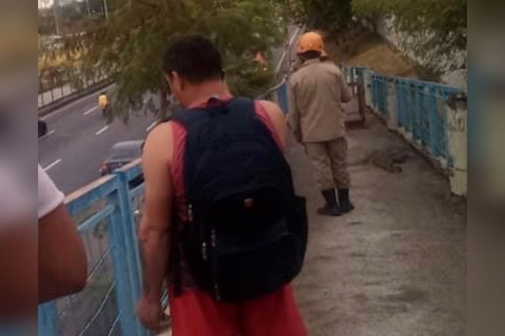 Jacaré, encontrado em passarela da Barra da Tijuca, sendo capturado por polícia ambiental. O agente cerca o bicho enquanto pedestres olham de longe - Metrópoles