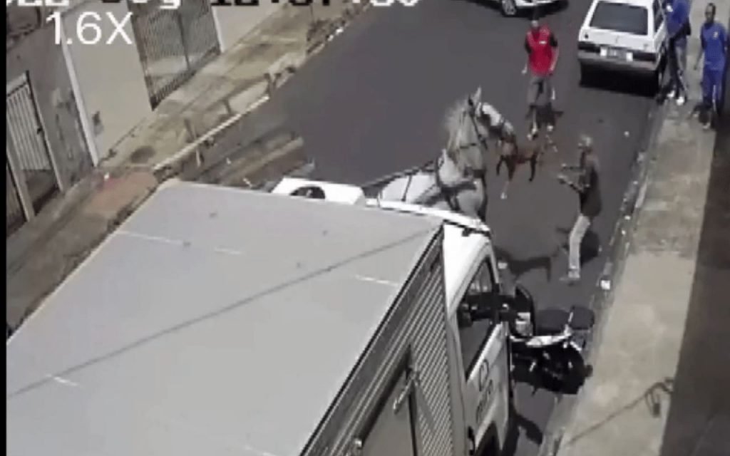 Vídeo: em ataque brutal, pit-bull fica pendurado em lábio de cavalo
