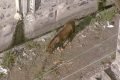 Cavalo de