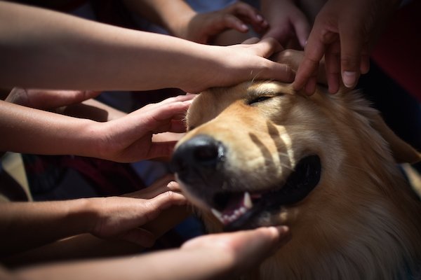 Foto colorida de cachorro da raça Golden Retriever sendo acariciado por mãos infantis