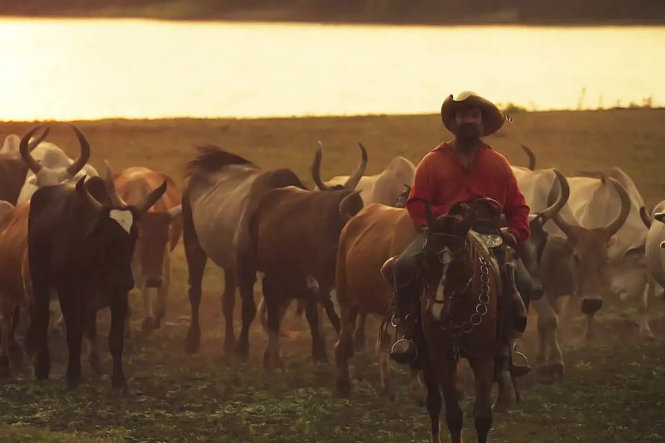 Conheça a vida de encantos e tradições dos boiadeiros no Pantanal -  RecordTV - R7 Fala Brasil