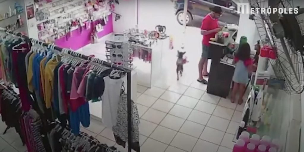 O cachorro Thor furtou o ursinho de pelúcia em uma loja de roupas infantis