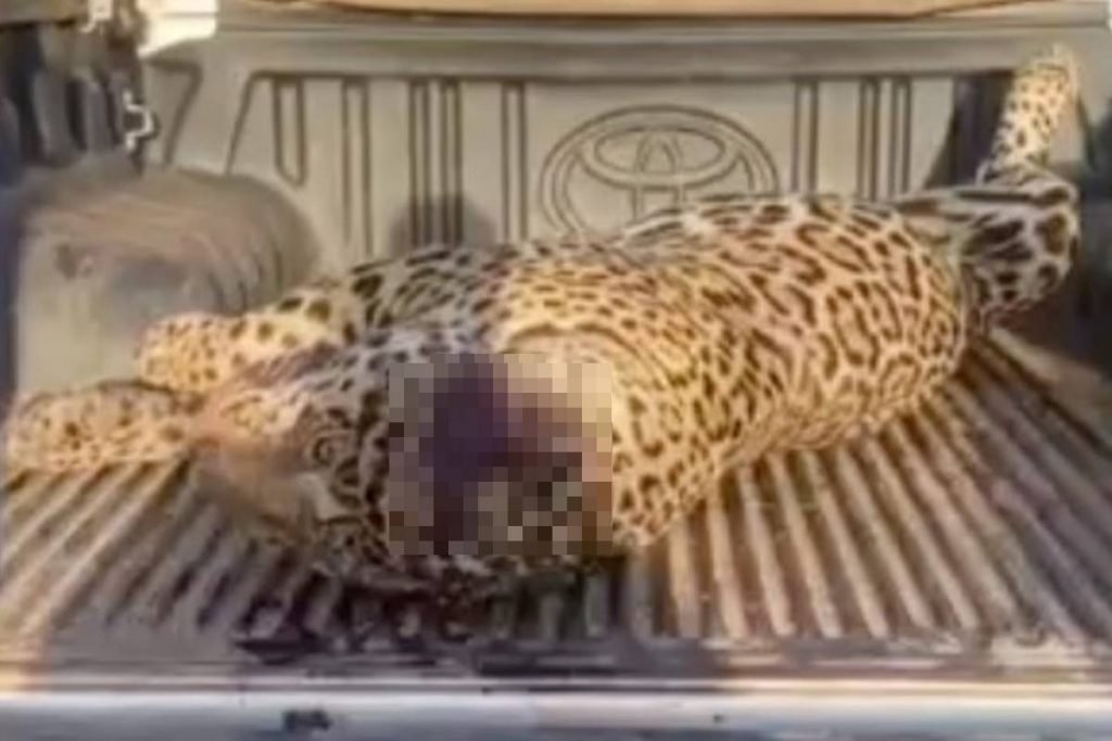 Crueldade: homem mata on&ccedil;a-pintada no Pantanal e se gaba do crime