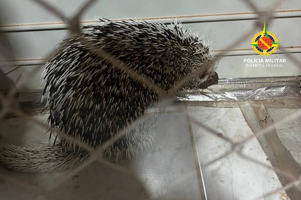 porco-espinho resgatado