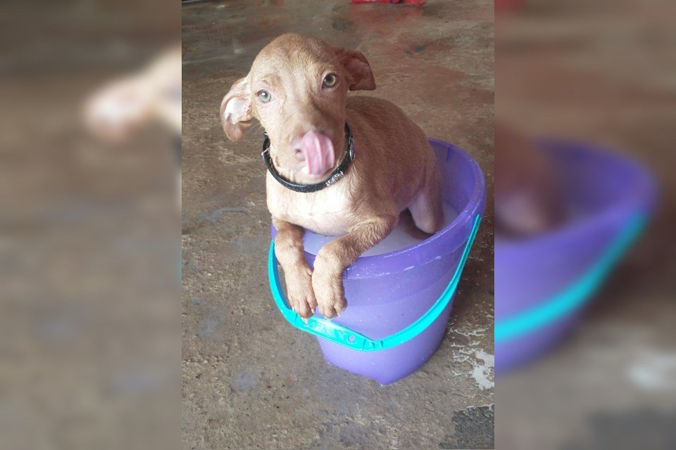 cachorro